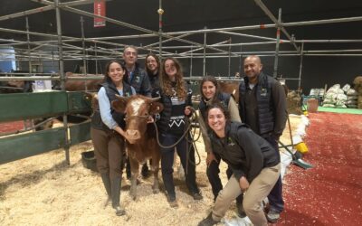 Expo Rural2025: cuatro animales de la raza bovina Criolla Patagónica se presentan en distintas categorías