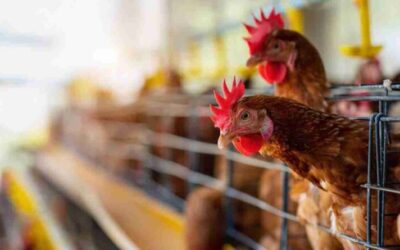 Agrarias UNLZ será sede de la Vigésima Jornada Avícola