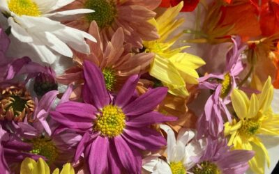 Flores comestibles: cuáles se incorporan al Código Alimentario y por qué crece su uso en la gastronomía