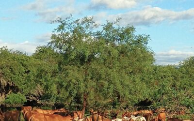 La Facultad de Ciencias Agrarias de la UNLZ lanza la primera edición de la Diplomatura en Ganadería Regenerativa en Argentina