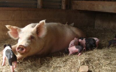 Empezó la Diplomatura Universitaria en Manejo Sustentable de la Producción Porcina