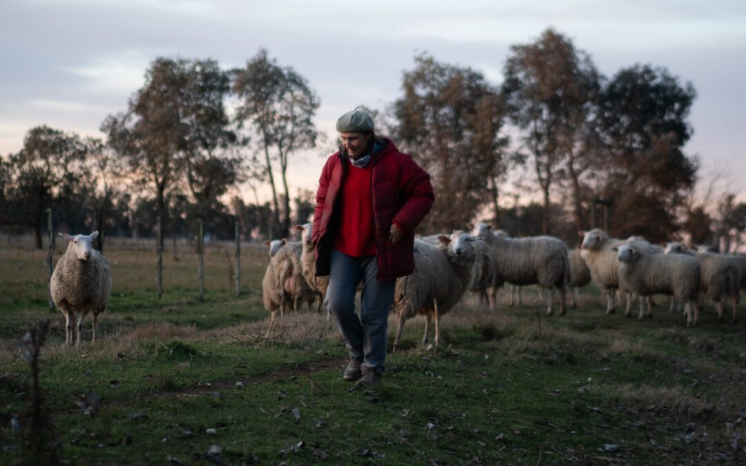 Zootecnia, de la universidad a la producción de quesos de oveja
