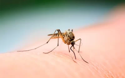 La invasión de mosquitos no da tregua: de dónde provienen y hasta cuándo durará
