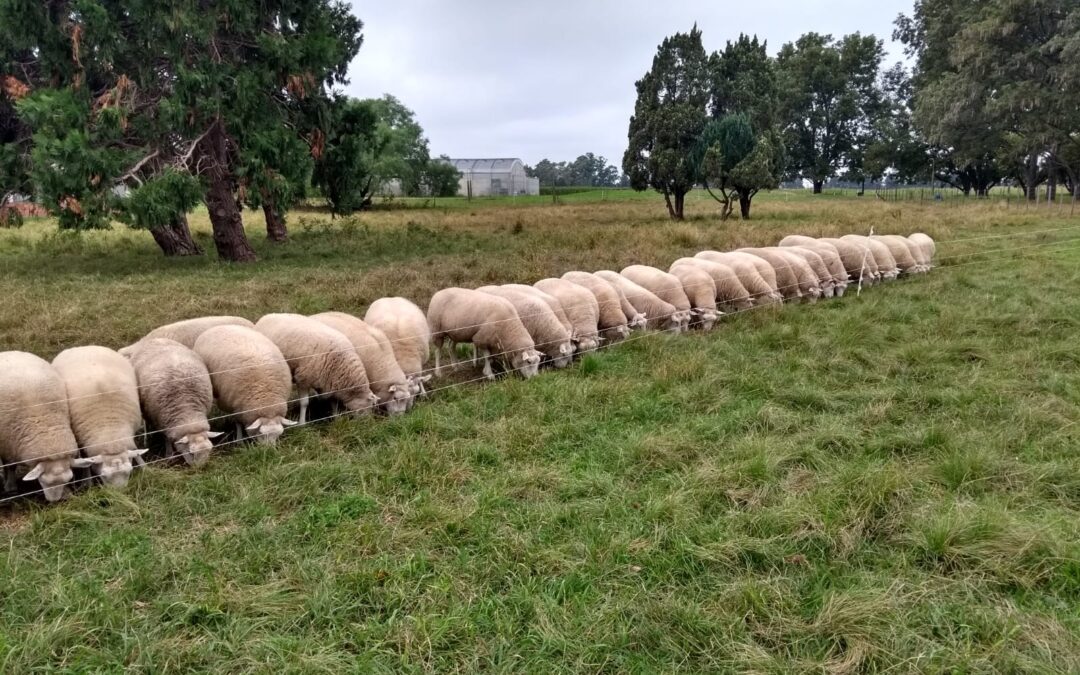 Jornada internacional para analizar cómo potenciar la producción ovina