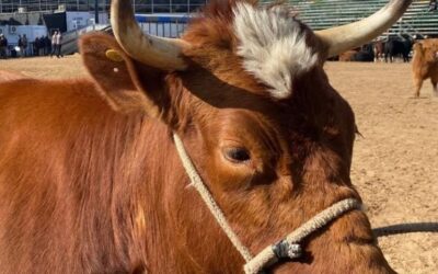 El bovino Criollo patagónico vuelve a la Expo Rural y esta vez por partida triple
