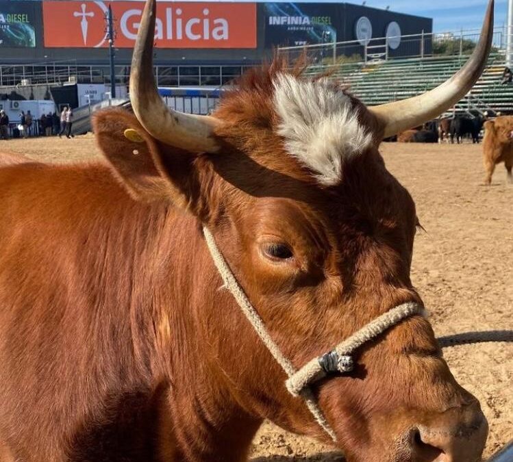 El bovino Criollo patagónico vuelve a la Expo Rural y esta vez por partida triple