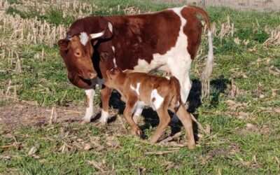 La raza Bovina Criolla tiene un nuevo ejemplar, nació el ternero de La Yoli