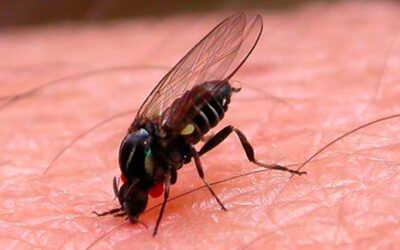 Alerta por la presencia de barigüíes: especialistas de la Facultad explican por qué proliferan y cómo prevenir picaduras