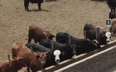 Agrarias UNLZ lanza la Diplomatura Universitaria en Gestión de Feedlot junto a la Cámara Argentina de Feedlot