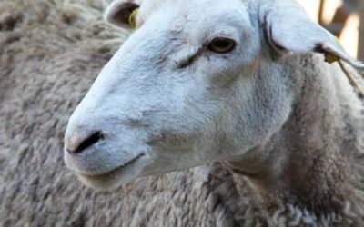 «La leche de oveja, el alimento funcional que un equipo científico argentino busca posicionar»